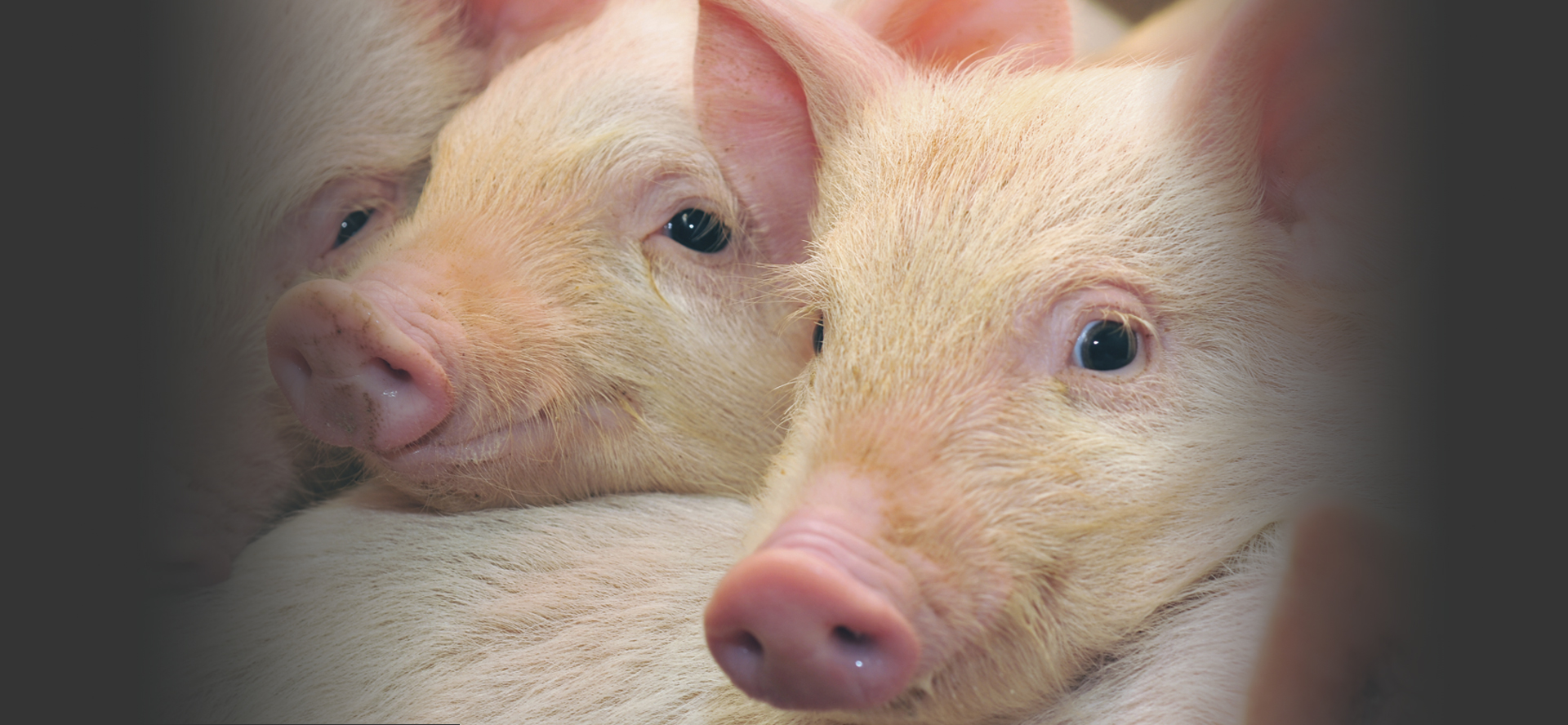 cochonnets